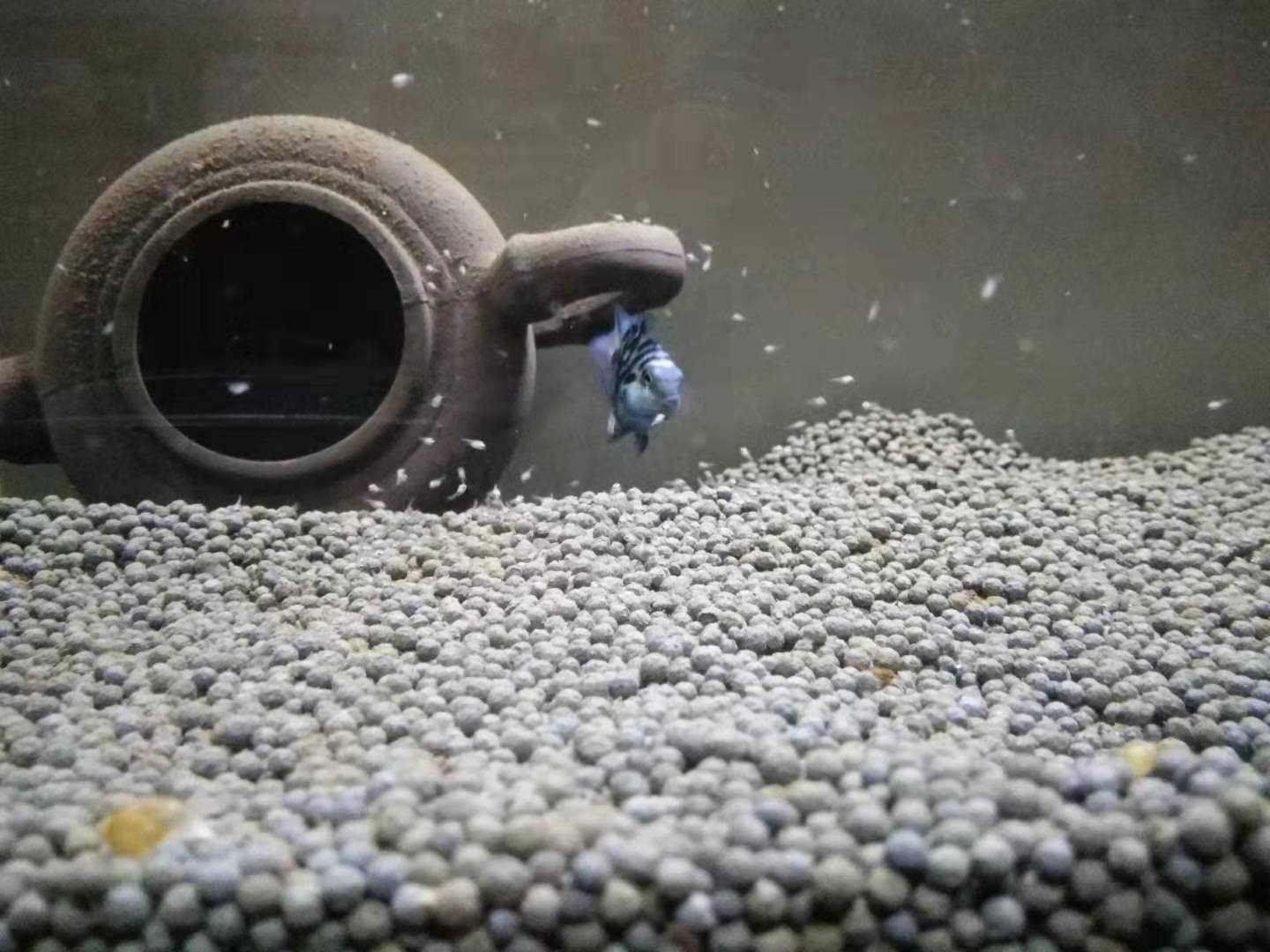 如何养好迷你鹦鹉鱼苗,怎么可以养好迷你鹦鹉鱼鱼苗