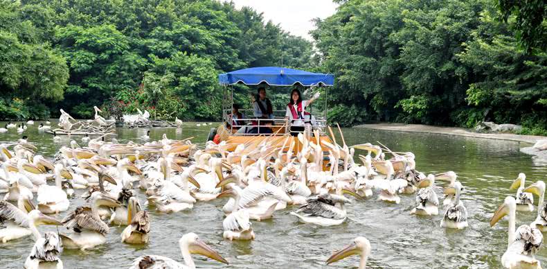 一日长隆野生动物园旅游攻略,长隆野生动物园旅游攻略三天两夜