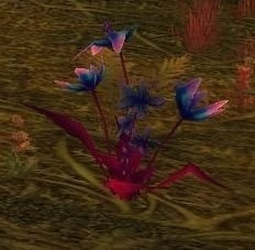 怀旧服费伍德森林萝卜怎么采,费伍德森林怀旧服地图