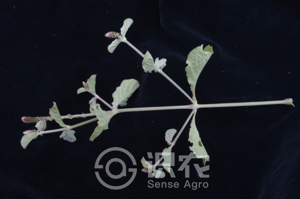 每日一学草药土牛膝,土牛膝中药方子