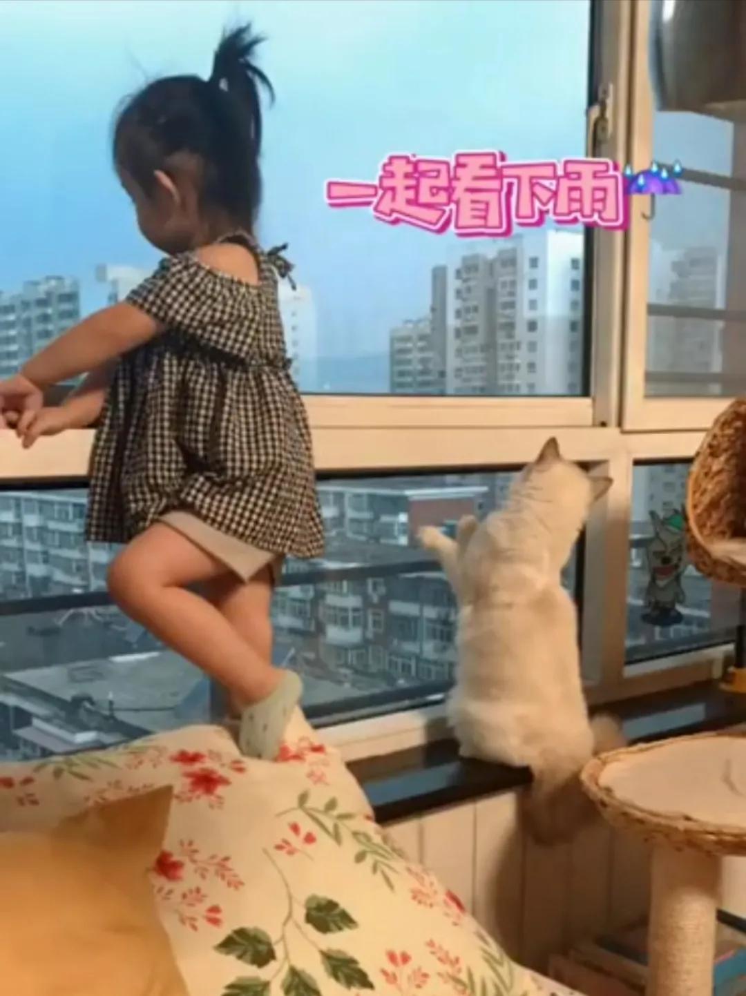 哪种猫最会带娃,什么猫带娃最好