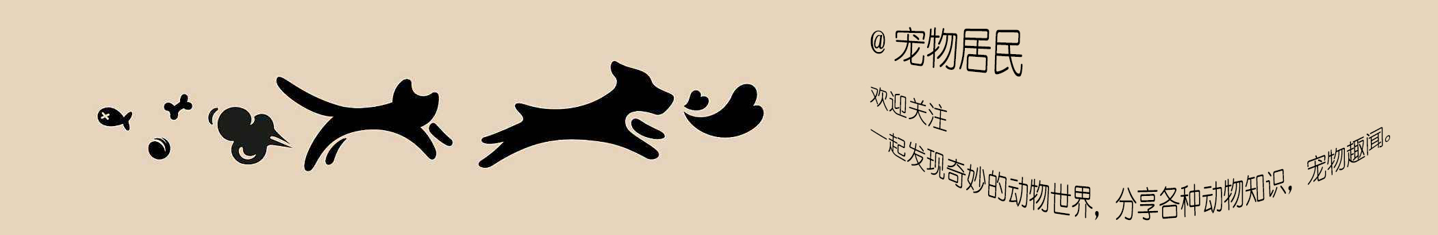 哈士奇混血阿拉斯加头顶三把火,阿拉斯加和哈士奇有什么区别