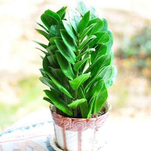 什么盆栽招财最旺,什么盆栽比较招财