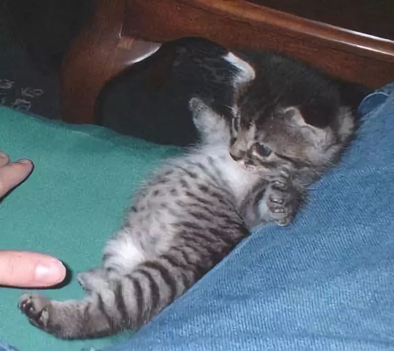 猫咪肠胃不好时可以吃的猫粮,猫咪肠胃有问题治疗需要花费多少