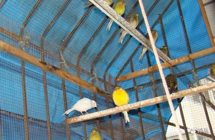 鸟儿放养是什么意思啊,关于小鸟的对话