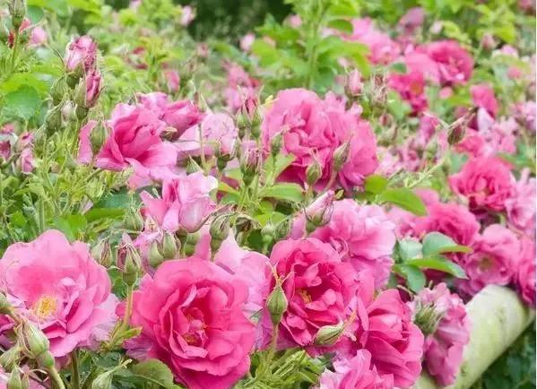 每天学习一点点女性小常识,每天学习一点点科普一下