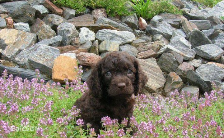 宠物狗小型犬品种排名大全及图片,性格温顺的小型犬有哪些