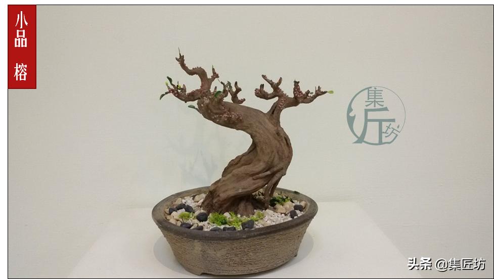 盆景初学入门技巧教程,初学盆景入门基础图解