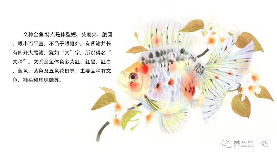 金鱼常见的品种可以分成哪五大类,金鱼品种大全及图释