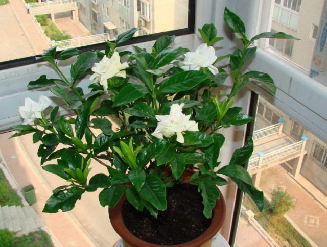 栀子花水培扦插是放阳光下直晒吗,栀子花水培扦插有绒毛是怎么回事