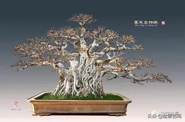 陈文图榕树欣赏,陈文图盆景