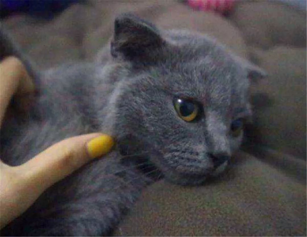 宿管查宿舍猫咪藏哪,宿管阿姨查寝看见猫咪