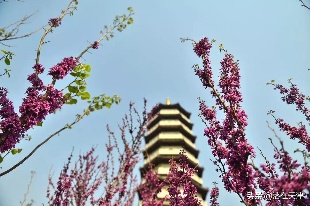 天津河北区桃花堤开了吗,天津看桃花的北运河桃花堤