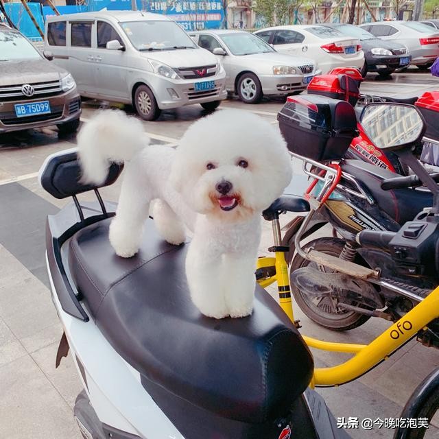 狗狗胆小怎么办？宠物专家告诉你，千万不要在这种情况招惹它