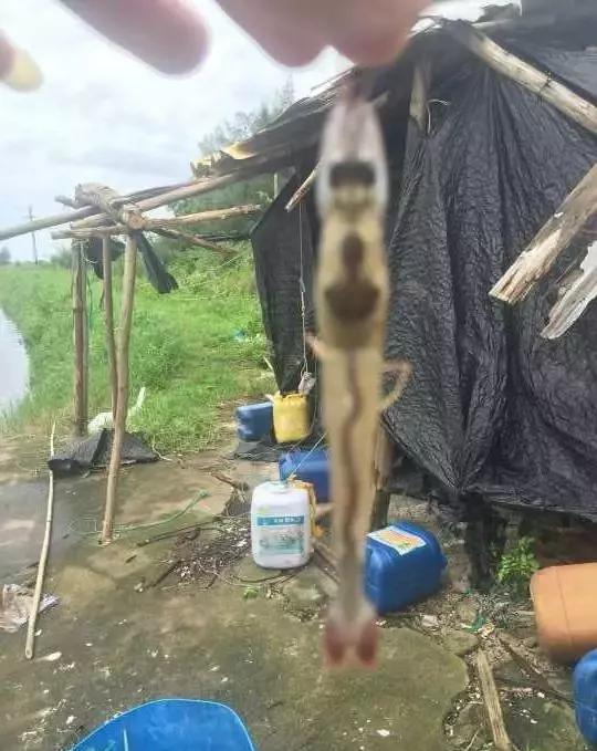 对虾转肝不成功如何补救,对虾拖便最佳处理方案