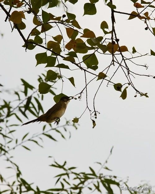 牯牛降儿童怎么玩,石台牯牛降风景区
