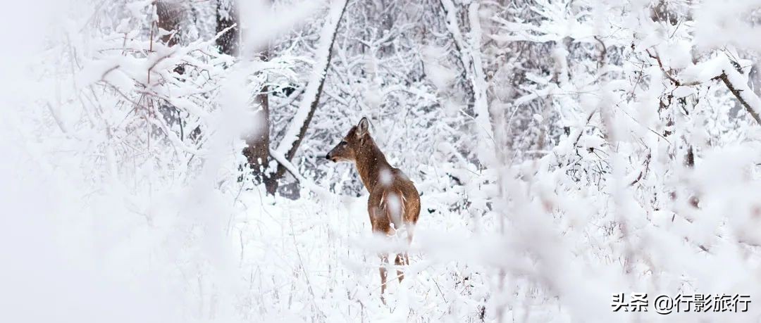东北人是如何评价日本人的,作为东北人你怎么评价哈尔滨