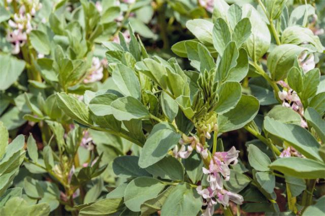 蚕豆的种植技术和方法,种植蚕豆过程300字