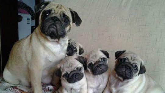 巴哥犬多少钱一只法斗,想买一只成年巴哥犬