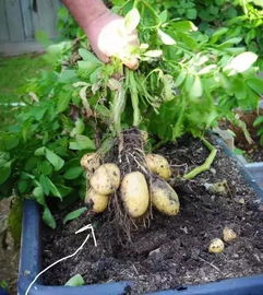 土豆发芽种植结土豆吗,土豆发芽种植多久结土豆