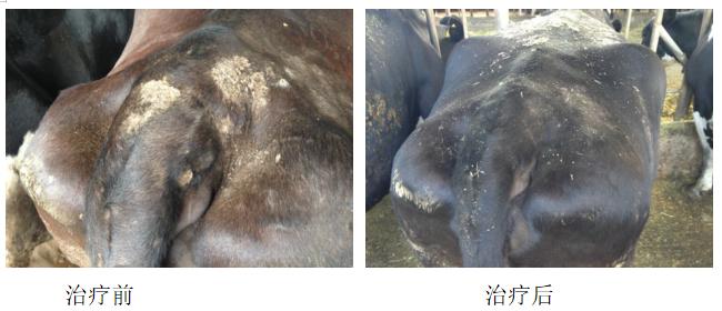 中国农大预防兽医,中国农业大学潘保良