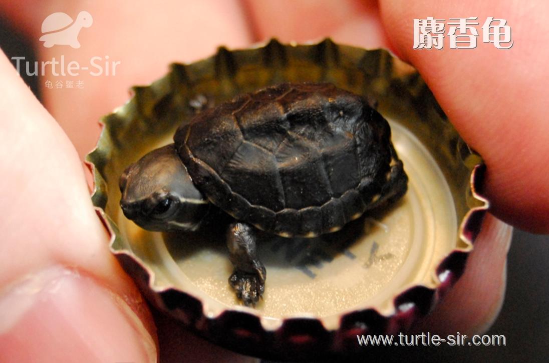 龟谷鳖老黄缘龟,麝香龟养殖龟蛋