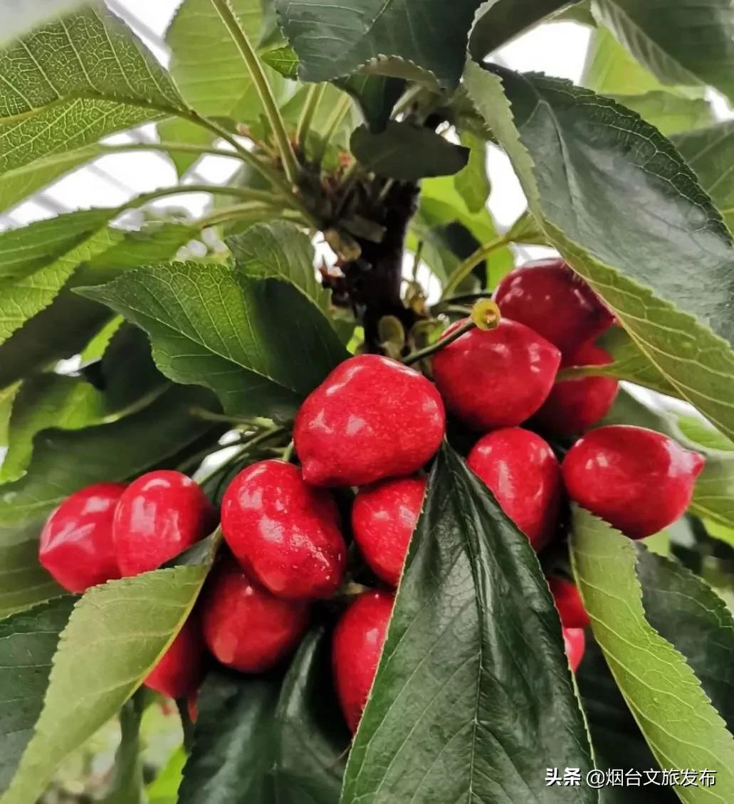 2022福山樱桃节是几月几日,富民樱桃采摘最佳时间