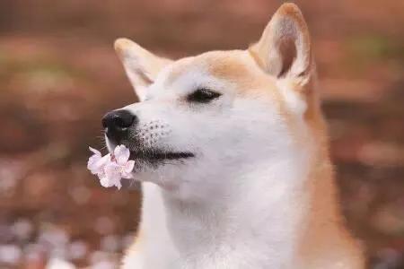 柴犬小课堂之解析豆柴,柴犬小讲堂