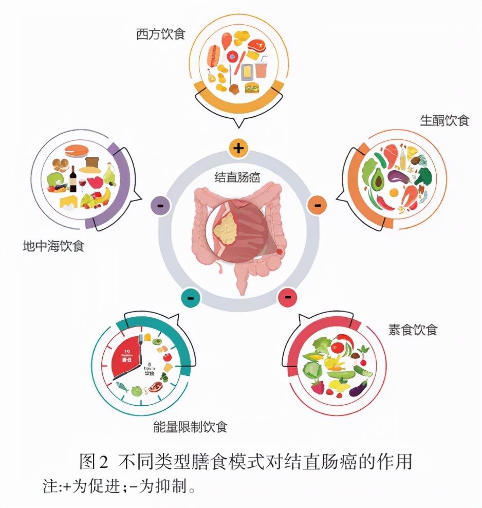肠道菌群与肠癌,膳食纤维素调理肠道菌群吗