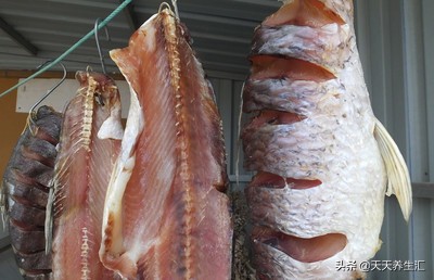 这三种鱼要少吃没营养,这几种鱼最好别吃赶紧告诉家人