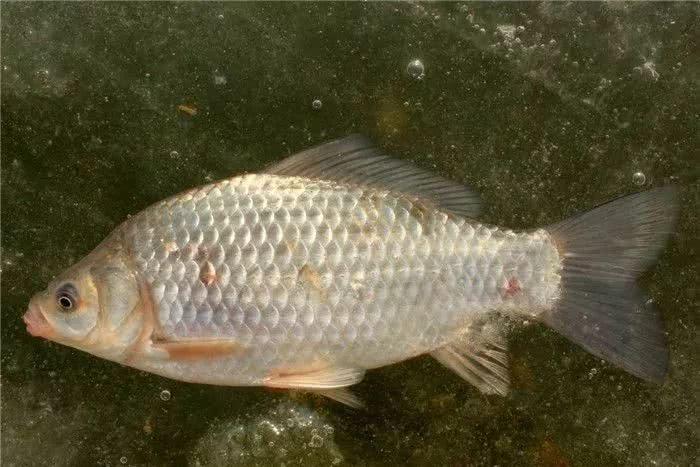 野钓急流水最佳方法,水又特别浑浊鱼又很少怎么才好钓
