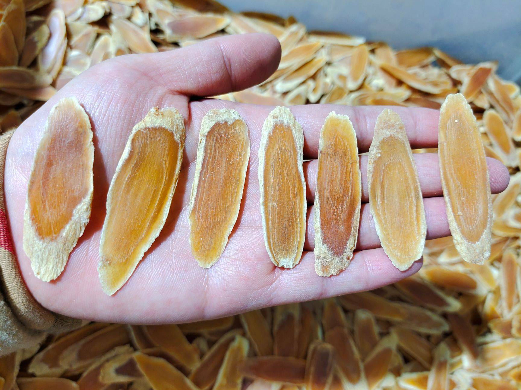 同样是人参,同样年份人参价格不同