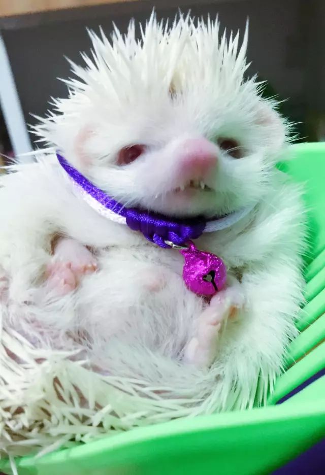 养狗养猫养兔子哪个好,养猫和养狗熊哪个更好