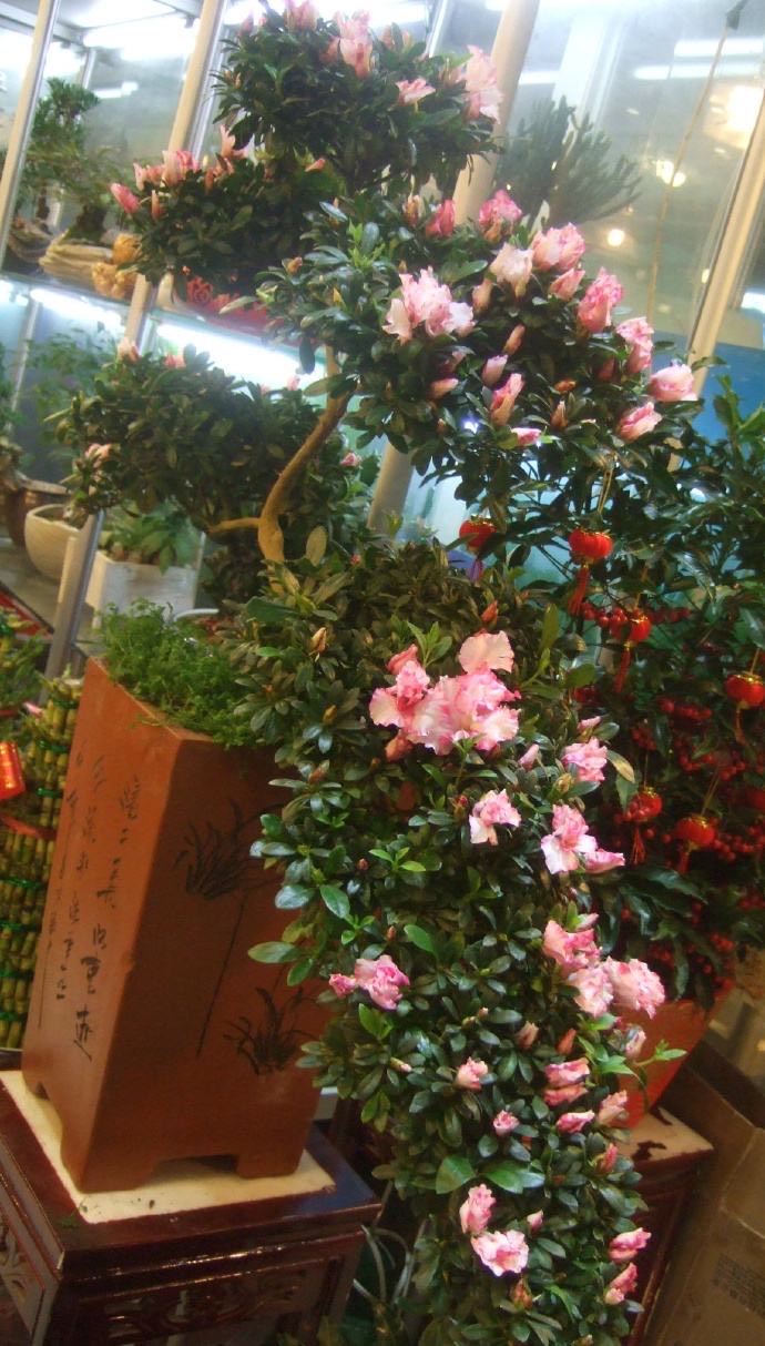 养好杜鹃花用什么土最好,养好杜鹃花的视频