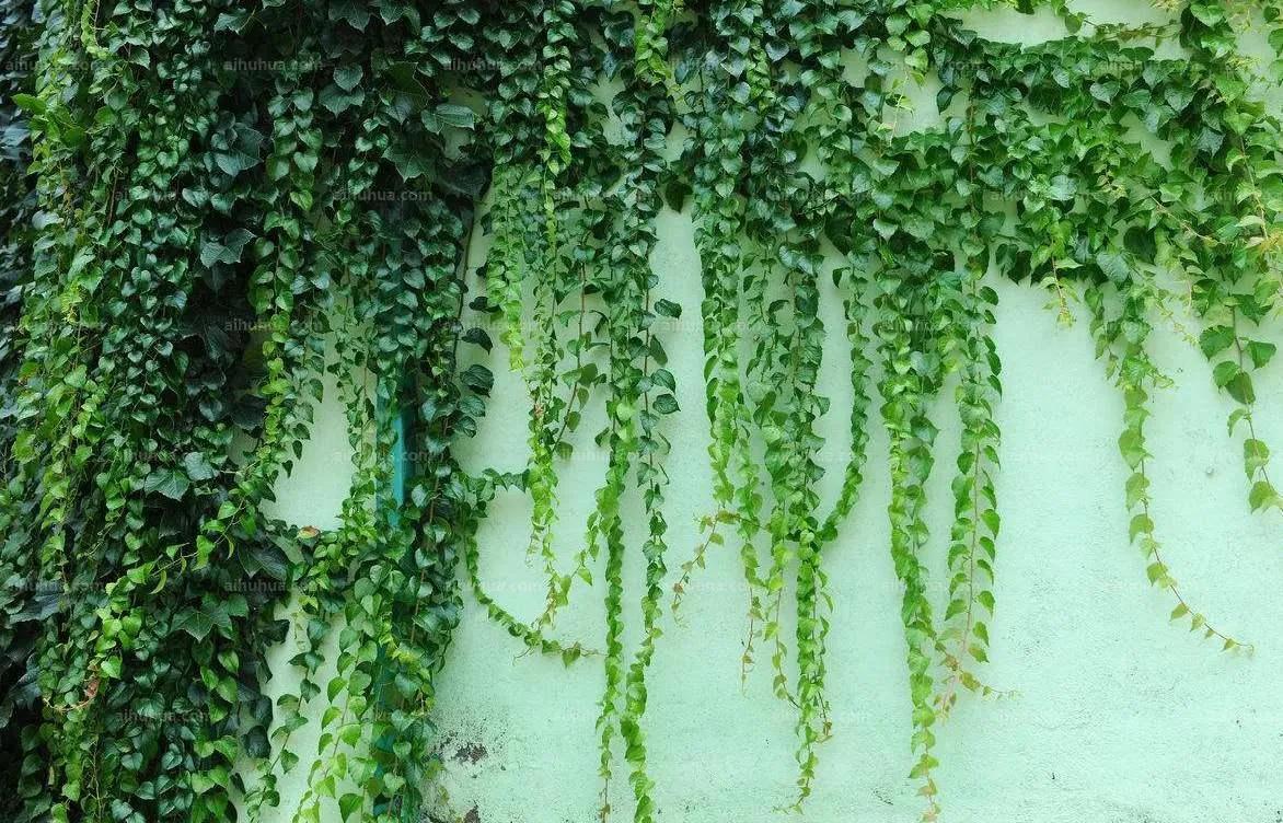 百花齐放的尸魂界，说说《死神》漫画中以“植物”来命名的斩魄刀