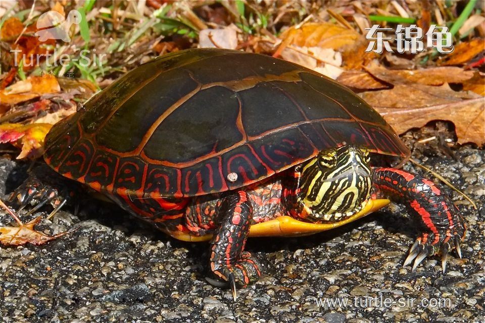 乌龟冬眠是几月份到几月份吃食物,乌龟冬眠之后眼睛睁不开了怎么办