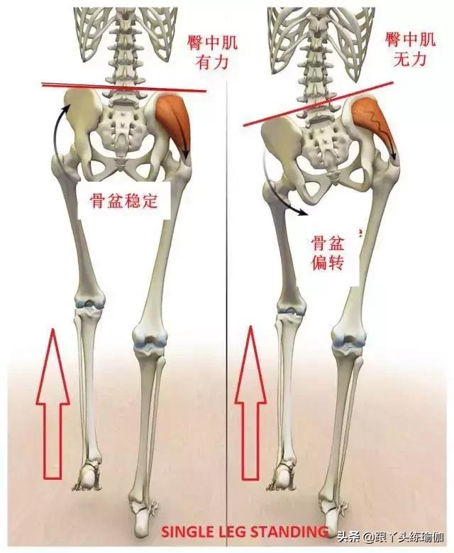 不要只关注臀大肌，激活臀中肌，让骨盆稳定臀部更翘