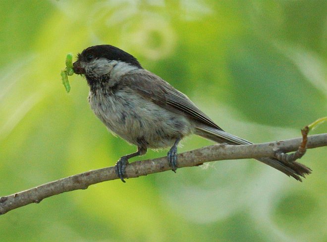 樱桃树上有喜鹊怎么办,樱桃树出现鸟害怎么办