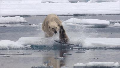 北极熊捕杀海豹的视频,北极熊捕杀海豹的真实过程