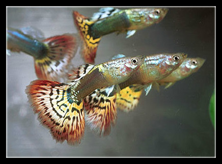 饲养的孔雀鱼摇头晃脑时，就要注意了，可能是感染的水霉病！