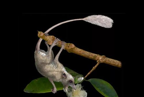 动物界的酒神,动物界酒神