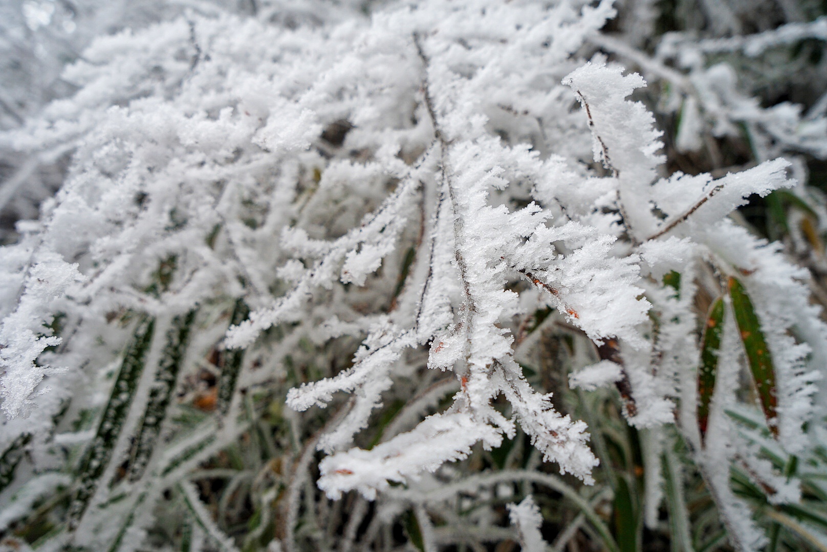 张家界雪季攻略,冬天湖南张家界攻略