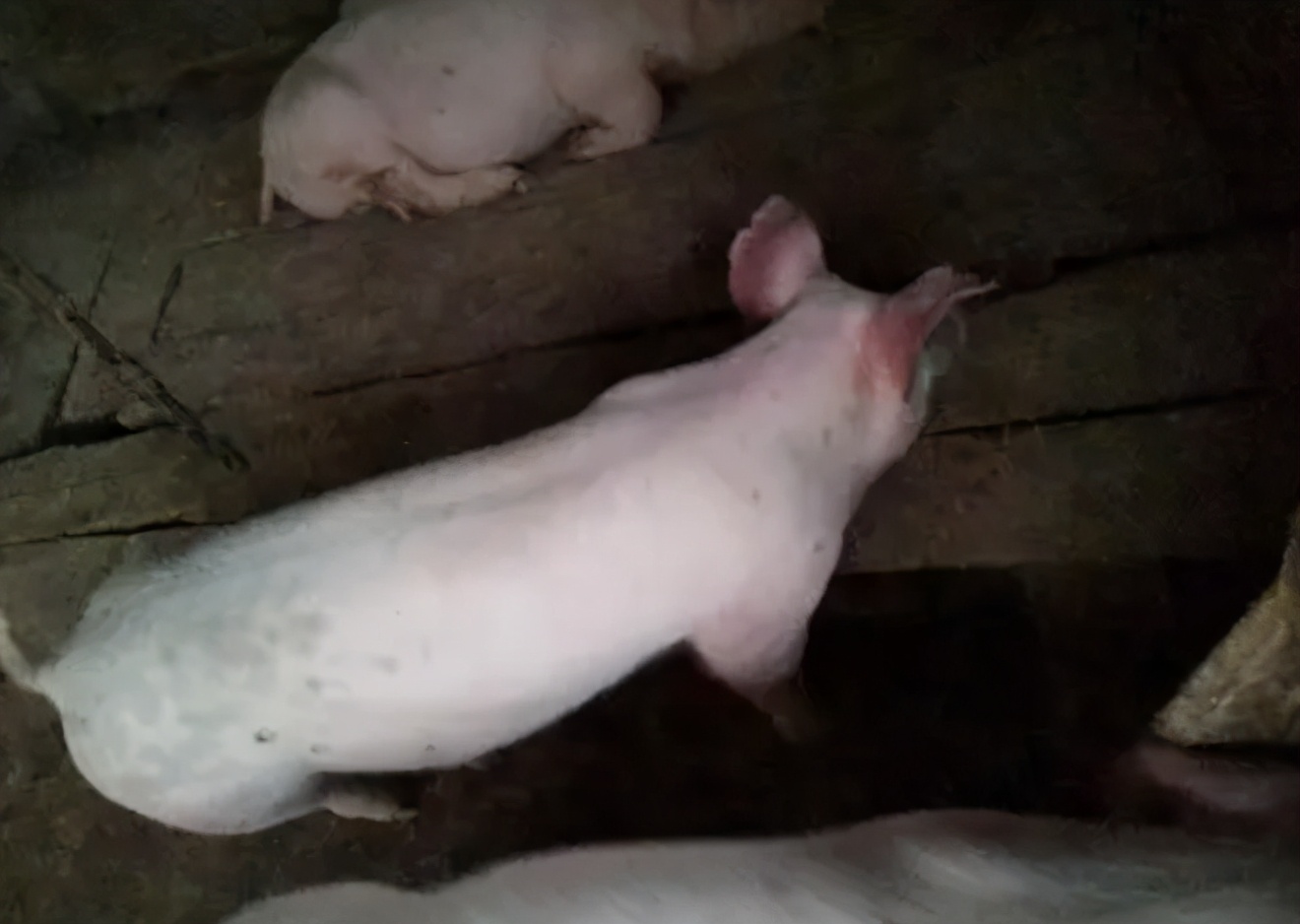 猪反复发烧40度左右是什么病,200多斤的猪体温40度算正常吗