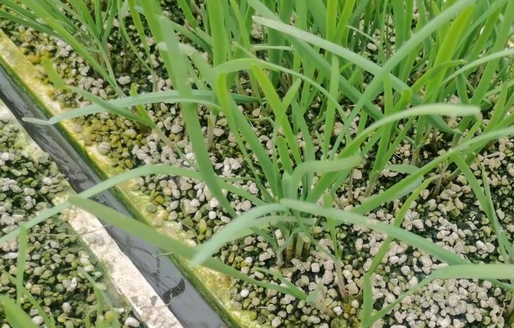 韭菜现在防菌防虫打什么药,阳台种韭菜怎样防虫