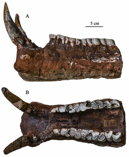 厚唇的人重感情吗,厚唇的微笑唇