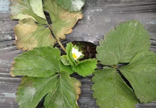 草莓叶片上一层白霉，低温寡照发生多，农民如何防治？