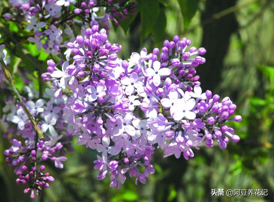 木樨科的花花“真乖”，一朵朵开花不断，越来越爱