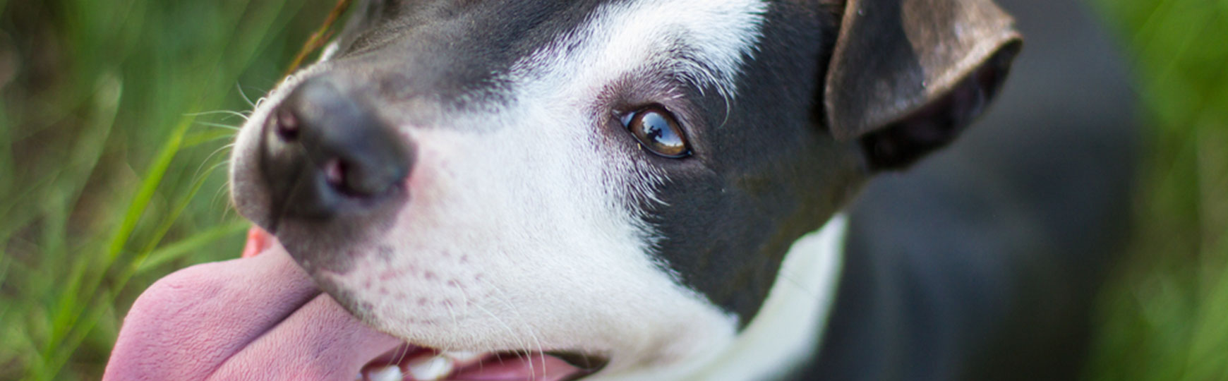 7种让狗狗易过敏的食物，狗狗一旦过敏了，别乱信低敏性狗粮