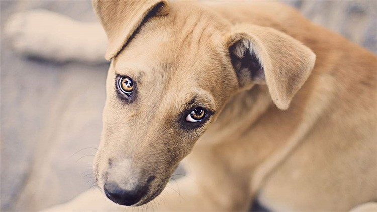 别随便摸狗狗这5个地方，很容易被咬！