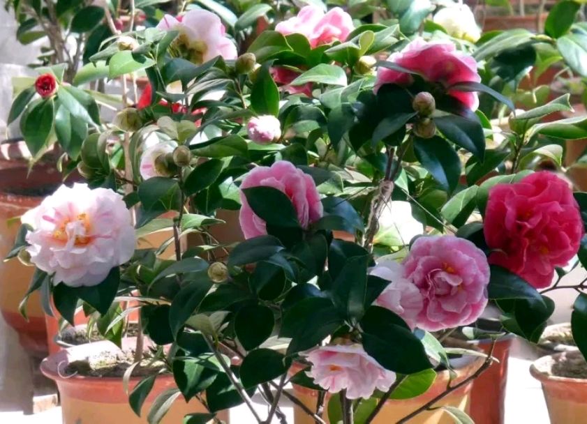 室外盆景搬进室内枯萎,室外养茶花叶子黄了